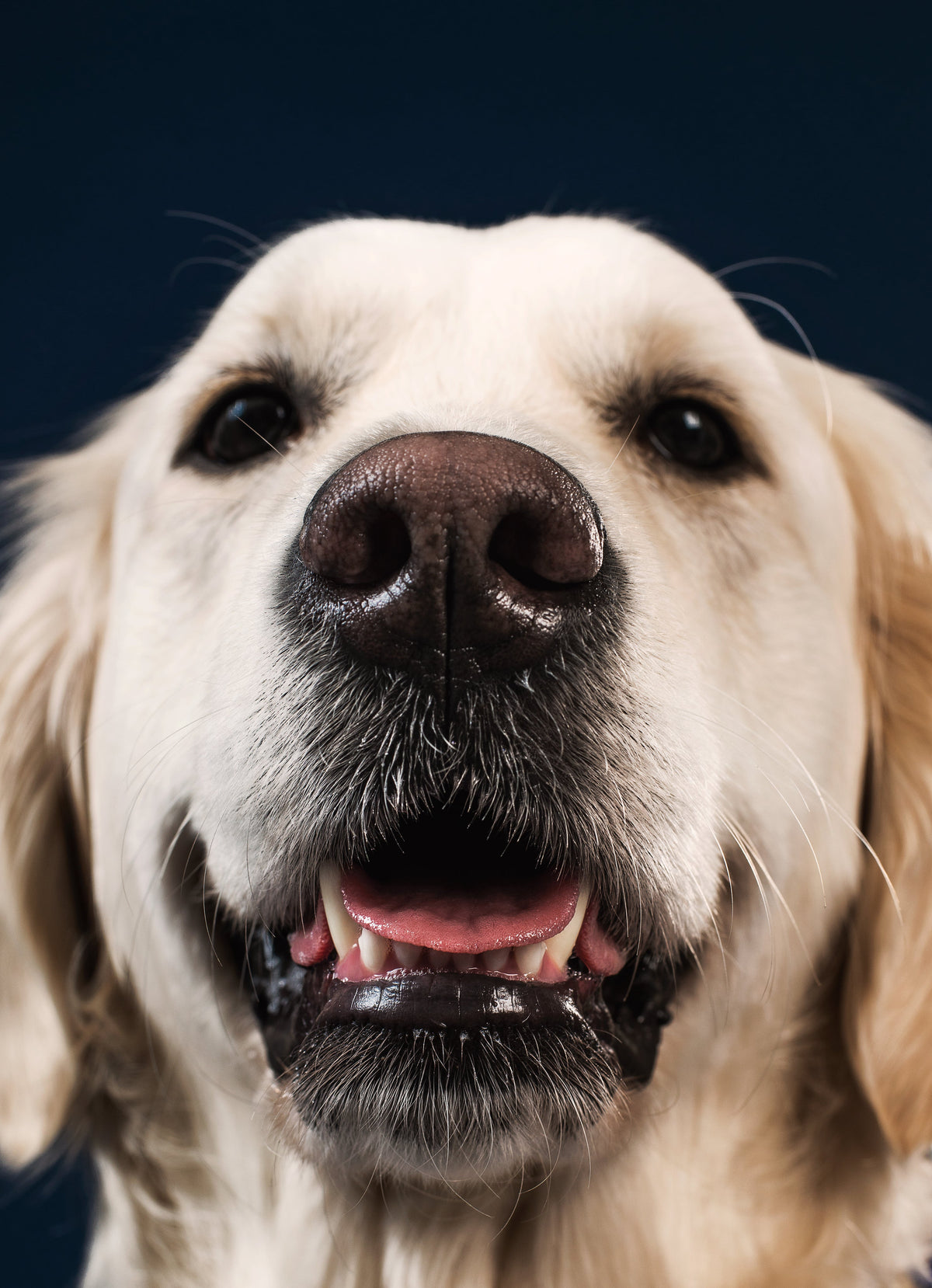 Dog Products