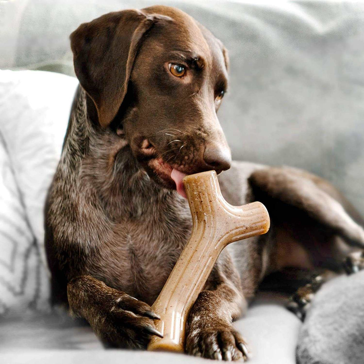 Aggressive Chewers Real Maplewood Made