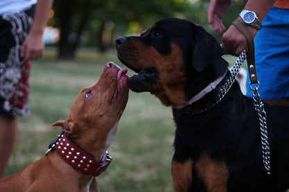 The "Star" Set- collar & leash