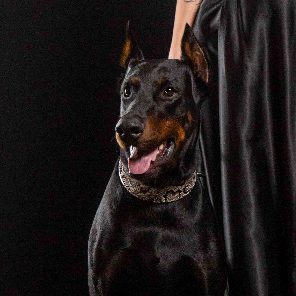 The ''Rock Python'' collar