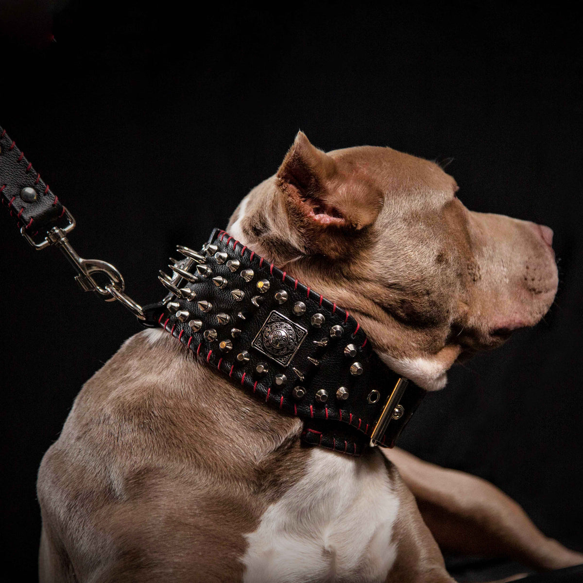 the "DAVID" hand stitched 3.15 inch wide show collar
