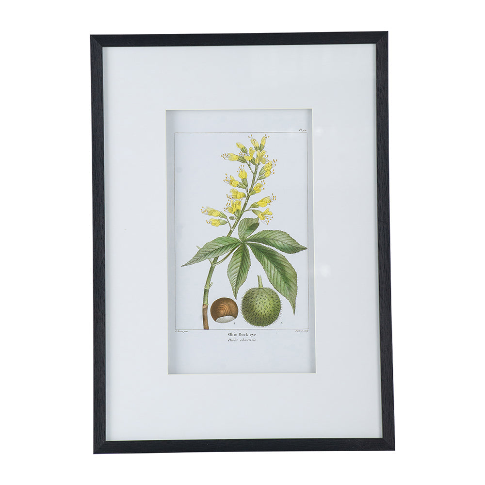 Botanical Wall Art Set of 2 with Black Frames - Multicolor