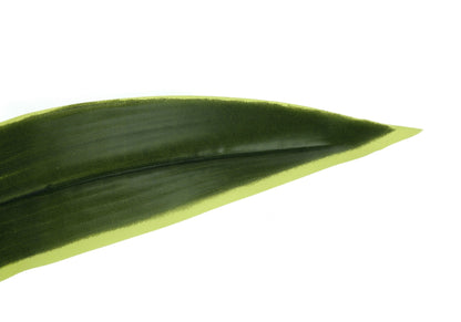 47" Tall Artificial Dracaena Tree with Real Touch Leaves - Green