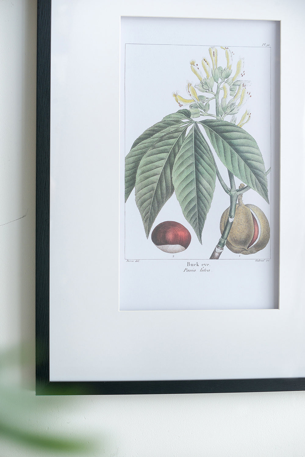Botanical Wall Art Set of 2 with Black Frames - Multicolor