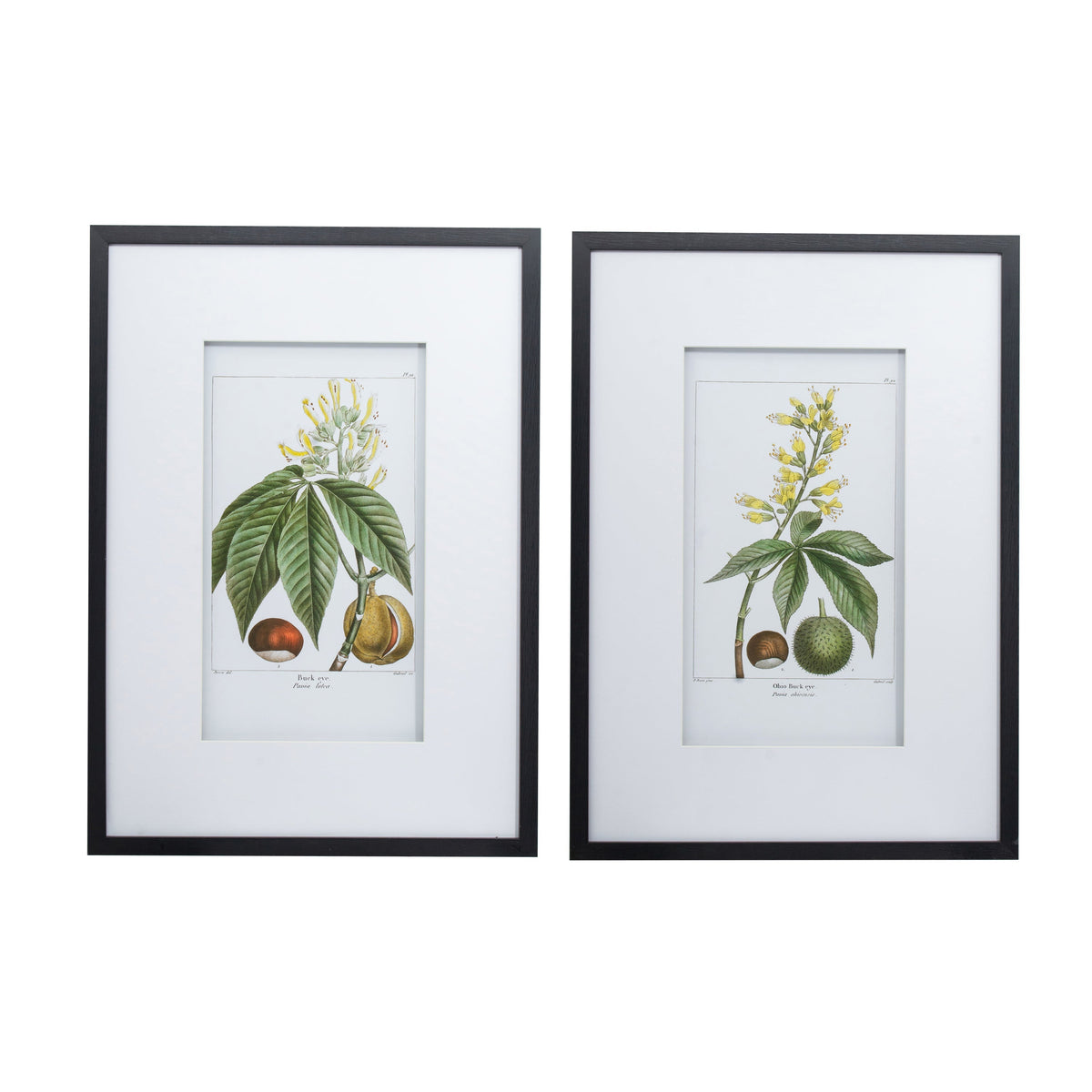 Botanical Wall Art Set of 2 with Black Frames - Multicolor