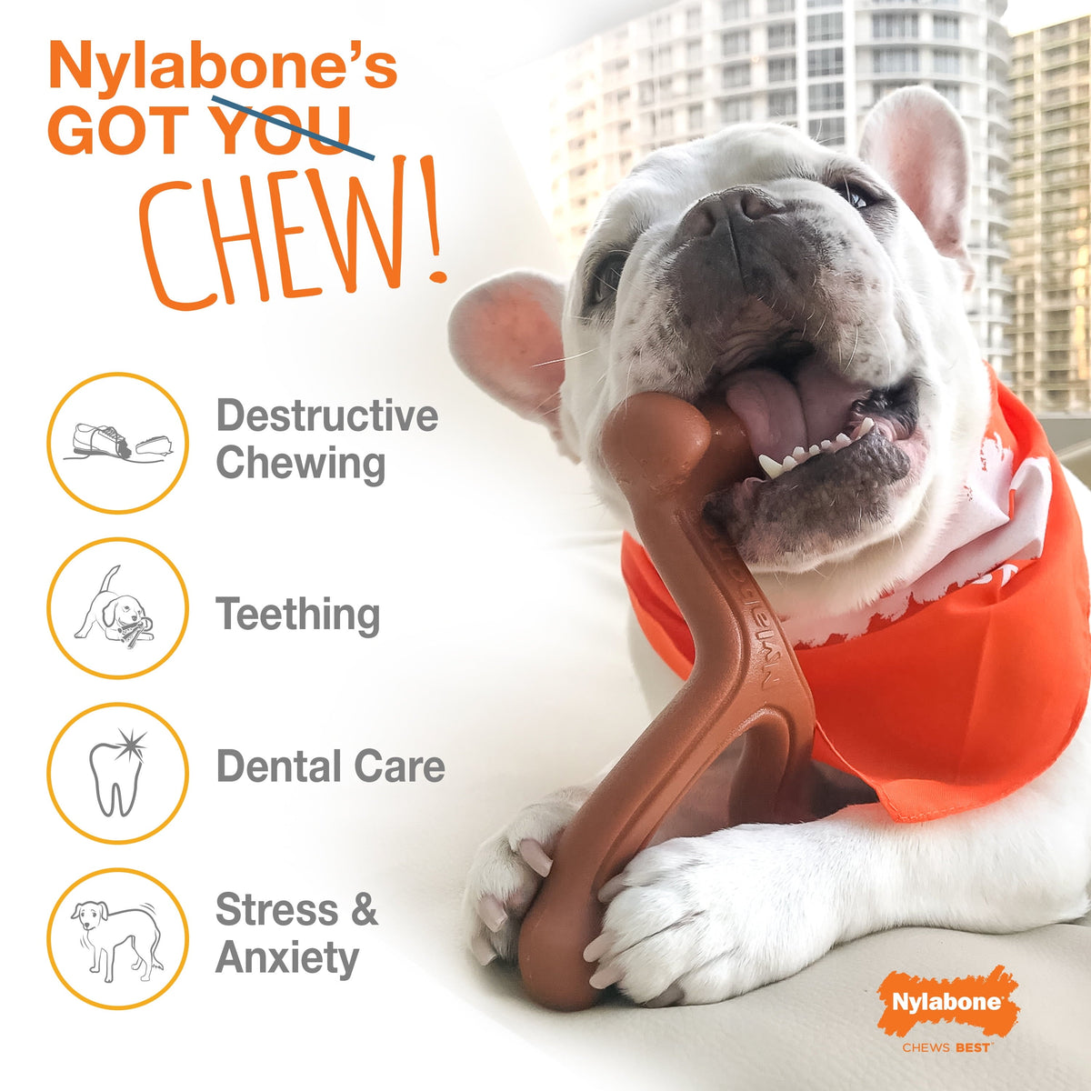 Flavor Frenzy Power Chew Triple Pack