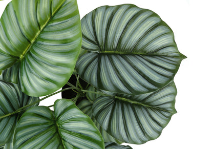 24" Tall Artificial Calathea Plant with Real-Touch Leaves - Green