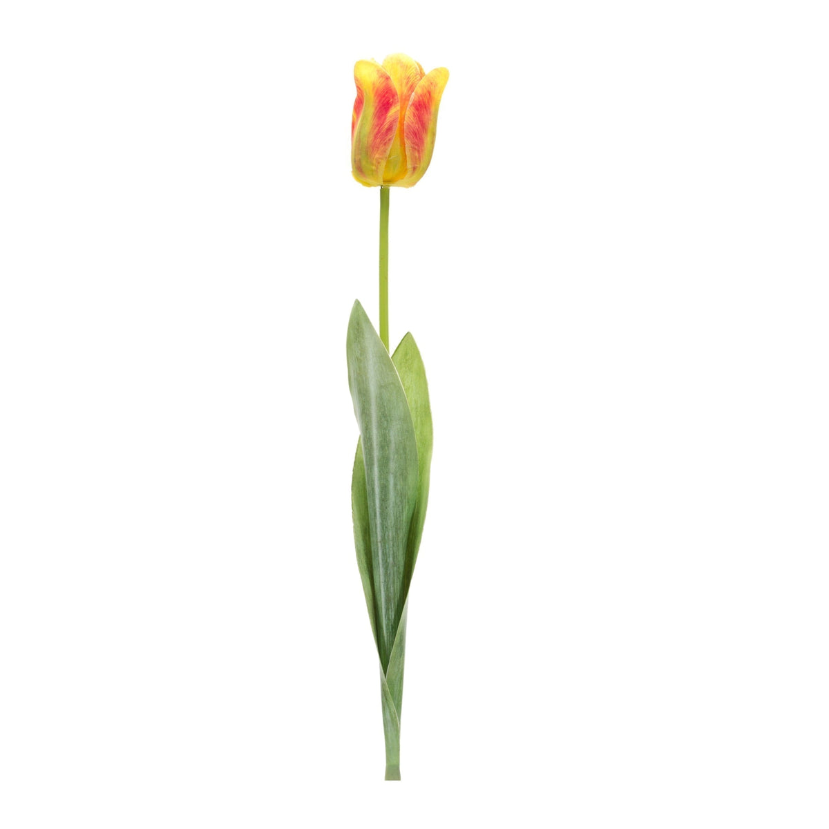 Tulip floral stem (set of 6)