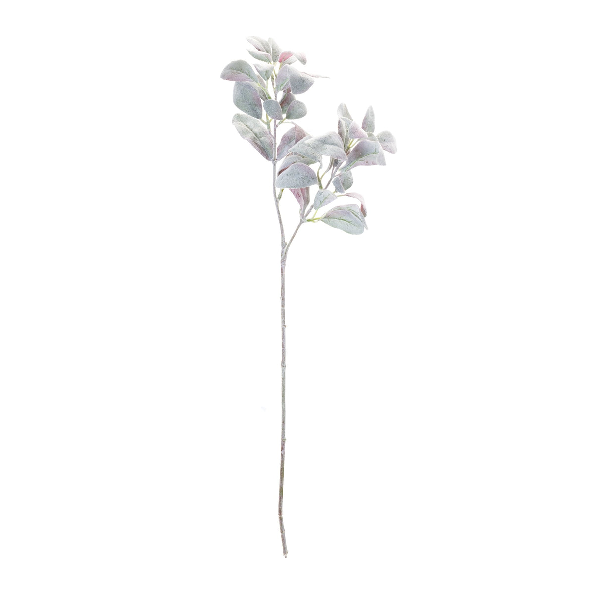 Lamb's Ear Leaf Bush (Set of 6)