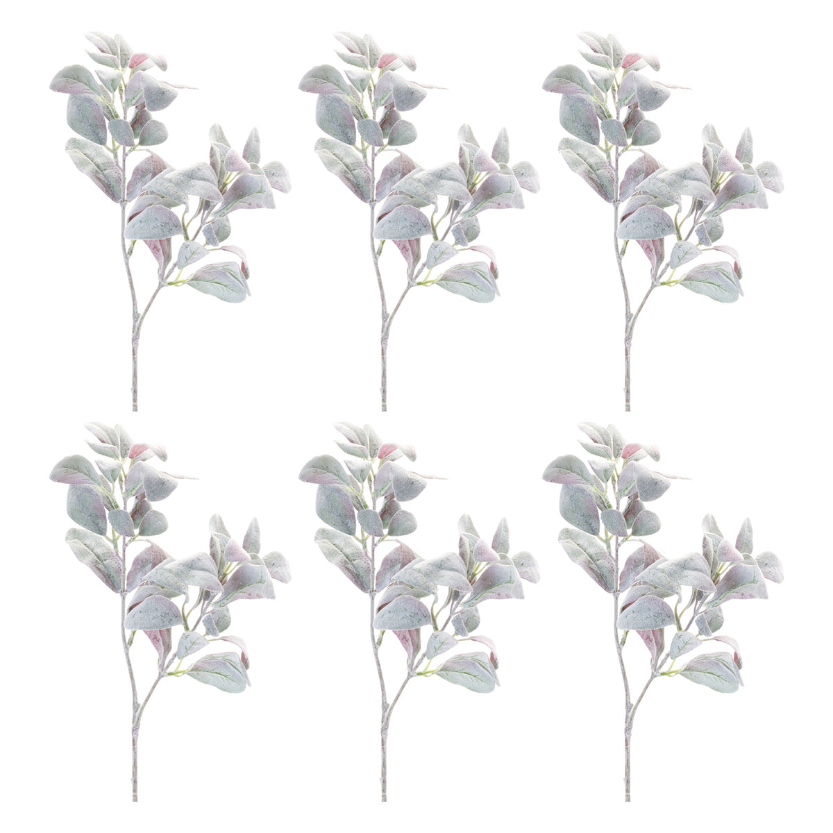 Lamb's Ear Leaf Bush (Set of 6)