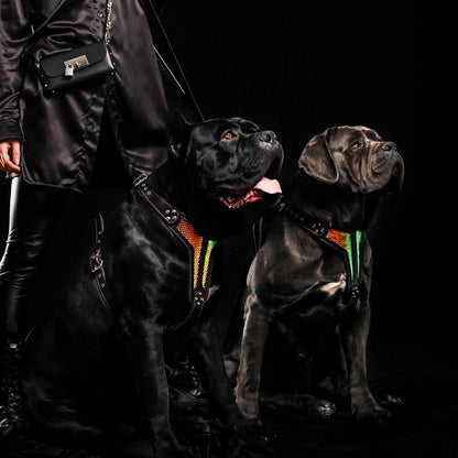 The ''D`Albertis'' harness LIMITED