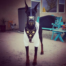 ''Maximus'' Basket Muzzle Black & Gold