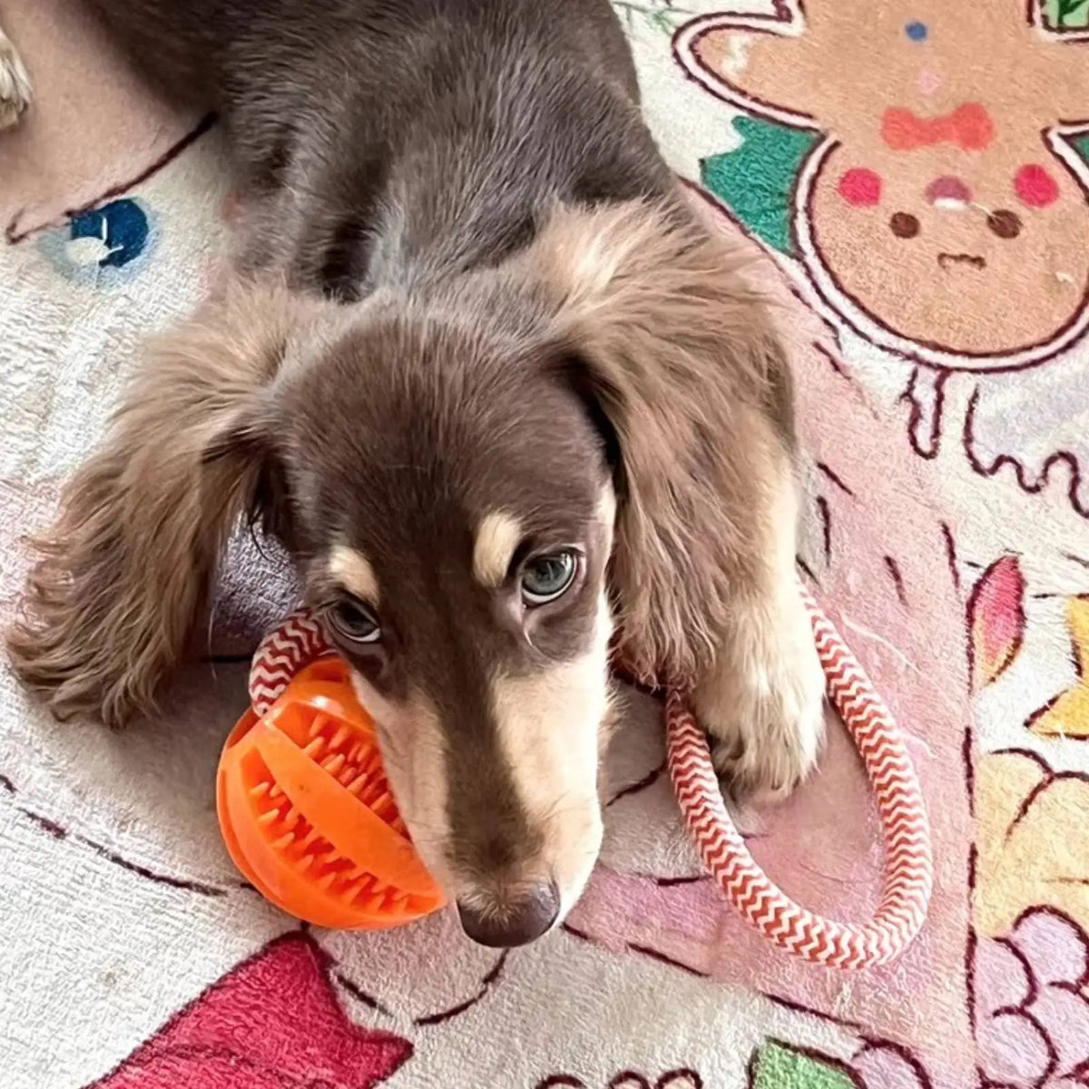 Interactive Dog Toy Balls – Treat Dispensing Rope & Rubber Chew Balls for Dogs
