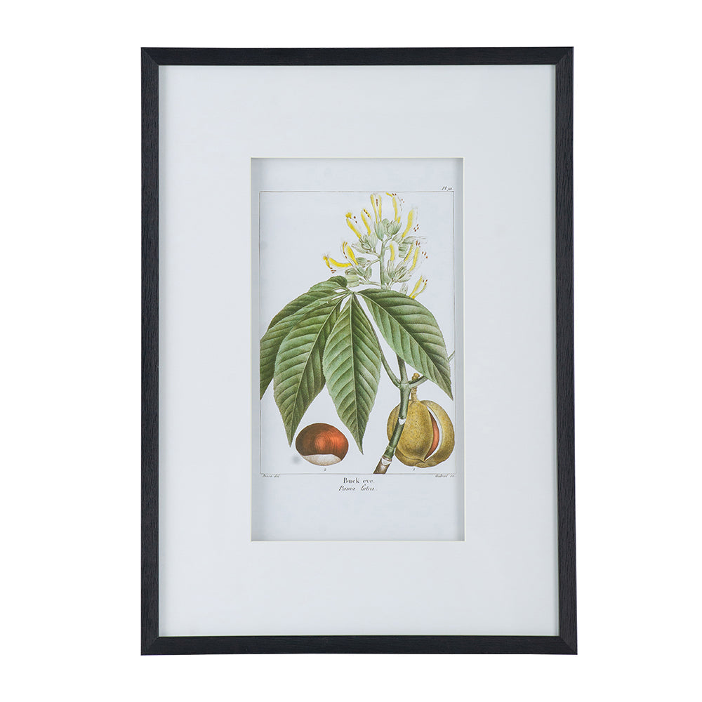 Botanical Wall Art Set of 2 with Black Frames - Multicolor