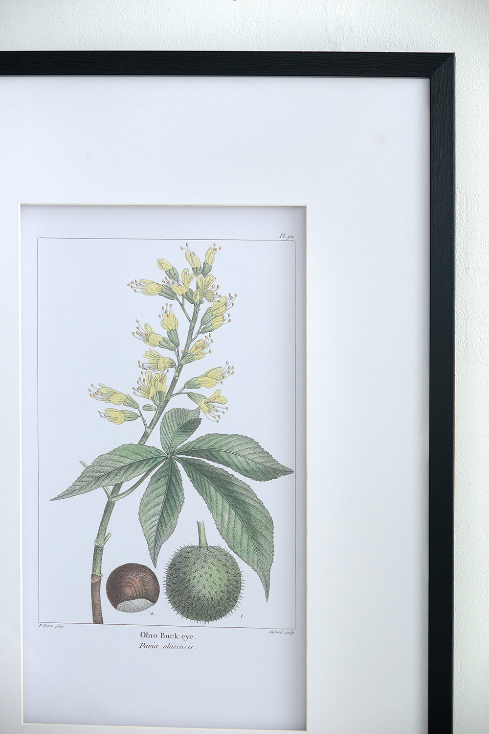 Botanical Wall Art Set of 2 with Black Frames - Multicolor