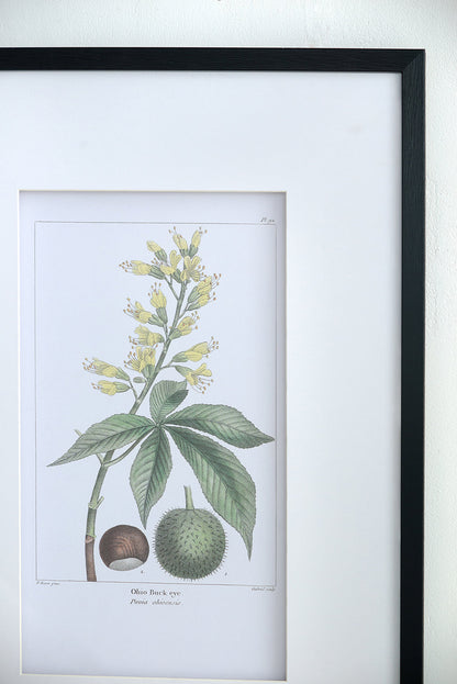 Botanical Wall Art Set of 2 with Black Frames - Multicolor