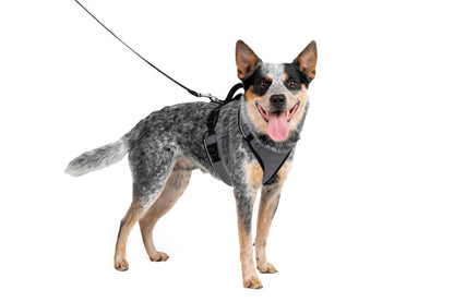 Petsafe Easysport Harness Charcoal Md