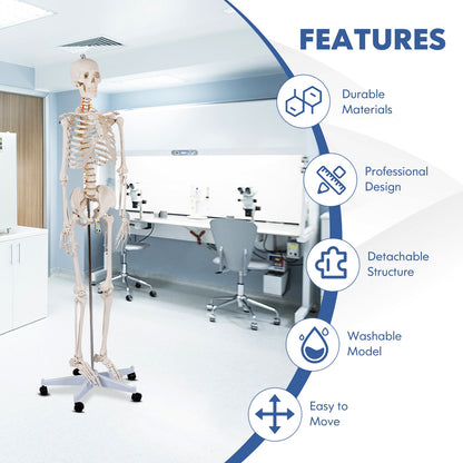 Medical School Human Anatomy Class Life-size Skeleton Model